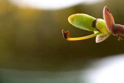 Liriodendron tulipifera - liliovník tulipánokvětý - pupen jaro